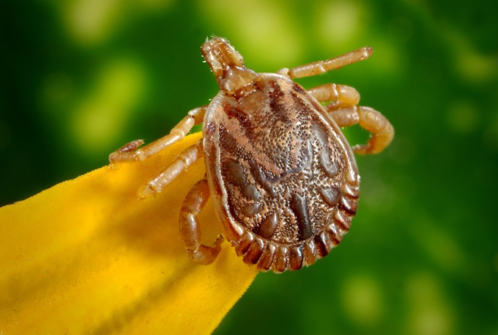 Tick Removal Done Right - PreparaMom
